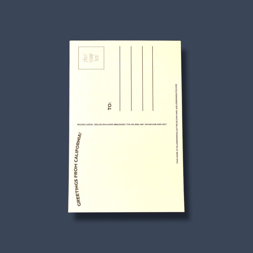 Redwoods California Postcard (Pack of 12)